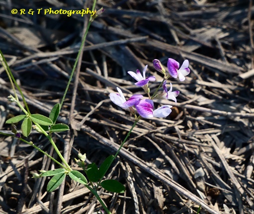 {Lespedeza repens}